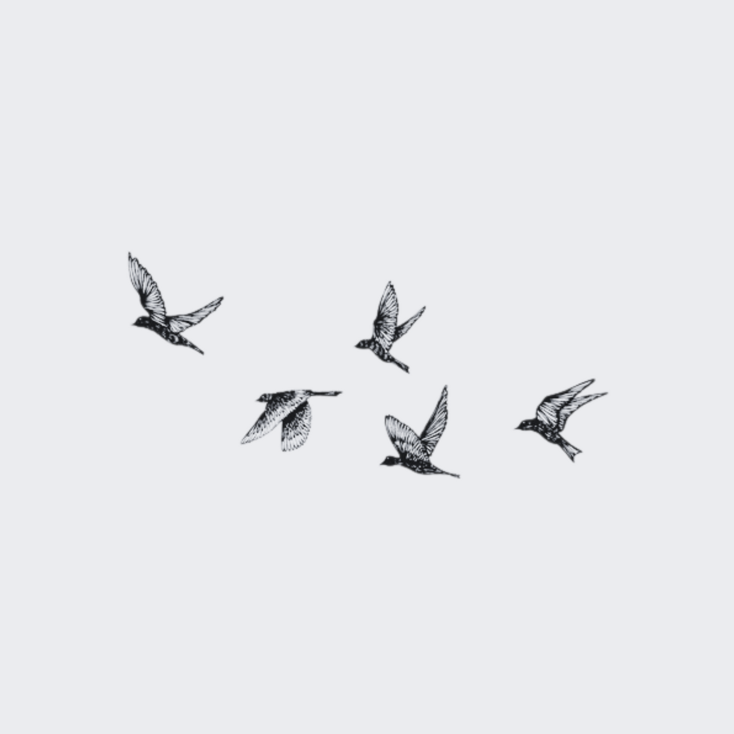 Herd Of birds