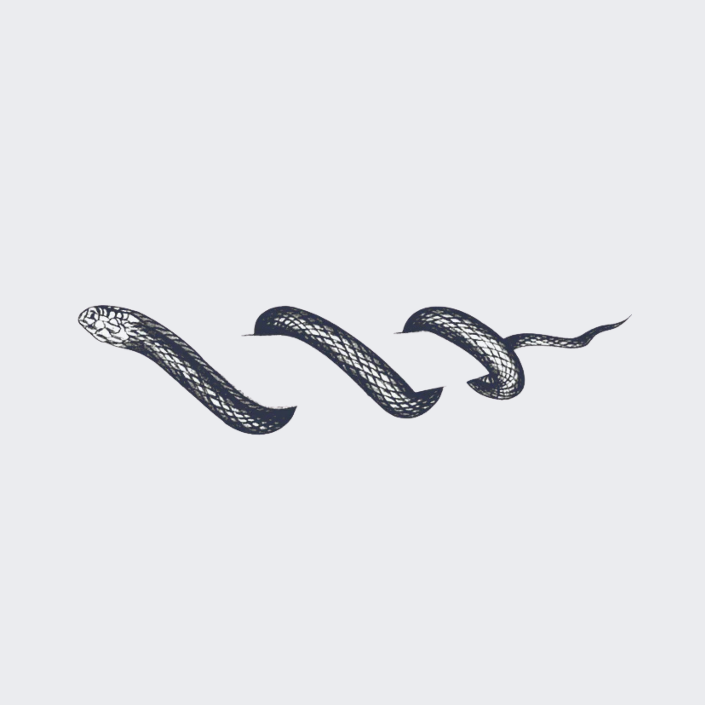 Snake -Collarbone
