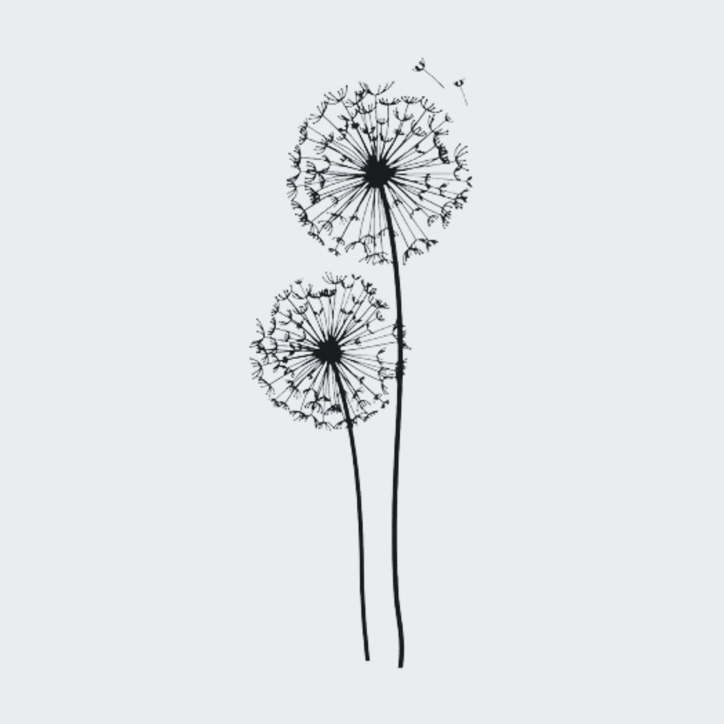 Windy Dandelion