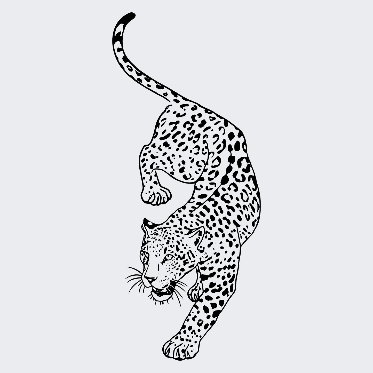 leopard