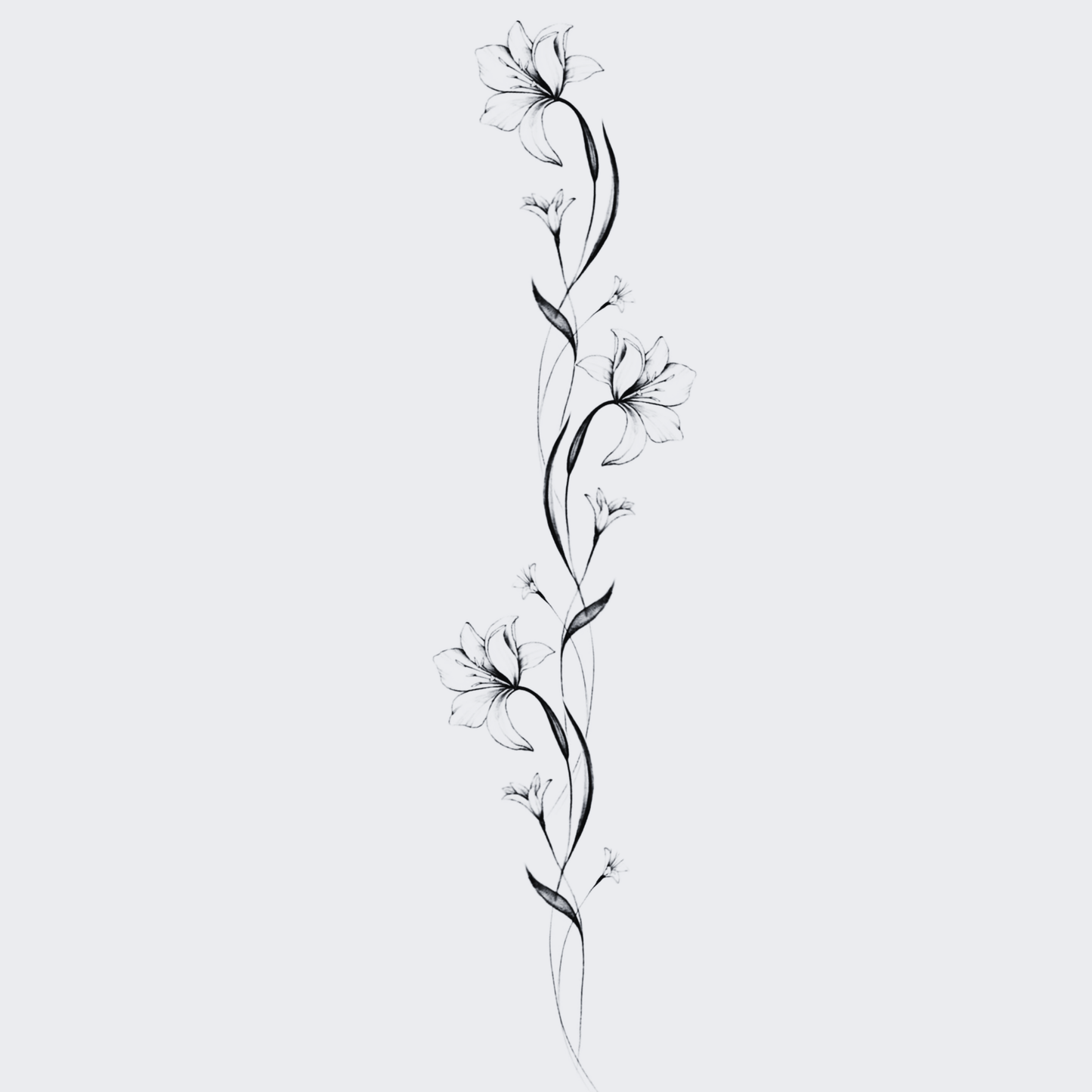 Lilly Stem - Spine